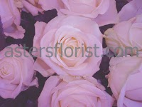 Asters Florist 327090 Image 0