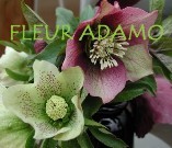 Fleur Adamo 331694 Image 0