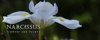 Narcissus 334435 Image 2
