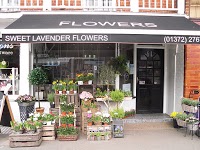 Sweet Lavender Flowers 331451 Image 8