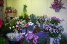The Flower Shop 332290 Image 1