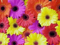 Flower Scents Florist 332789 Image 2