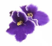 Violets Florist 335045 Image 0