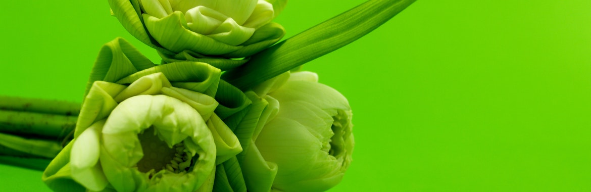 The Florist Shop-Frankie’s Flowers  banner